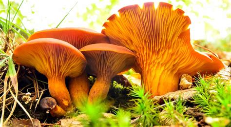 Foraging Chanterelle Mushrooms: Identification & Look-alikes