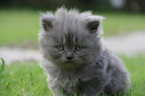 Cute Grey Kittens For Sale / Cute fluffy kitten for sale! | Virginia ...