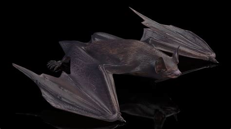 Black Bat Pose 3D Model $99 - .3ds .blend .c4d .fbx .max .ma .lxo .obj - Free3D