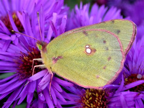 Clouded Sulphur — wisconsinbutterflies.org