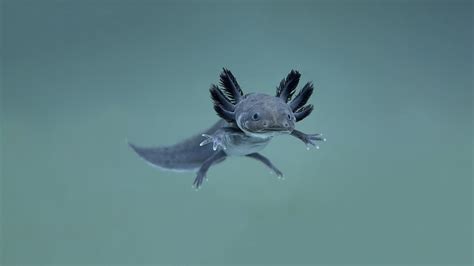 How Many Axolotl Colors Are There? | Blog | Axolotl Planet