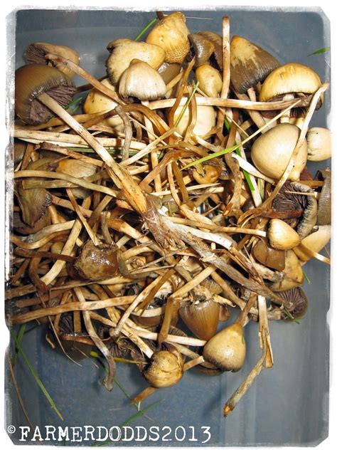 Psilocybe strictipes & Psilocybe semilanceata [moderately … | Flickr