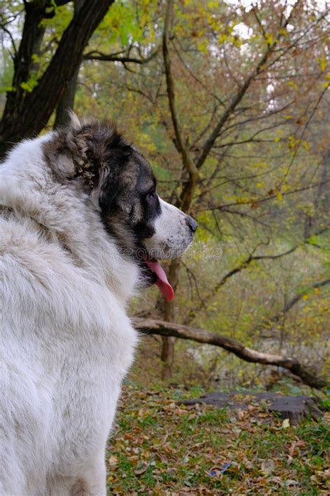 A Large and Dangerous Dog with a Collar on a Leash. Walking Dogs in ...