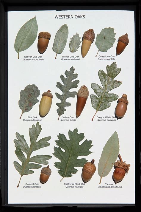 Oak Leaf and Acorn Display (Western Oaks) | Tree leaf identification, Tree identification, Leaf ...