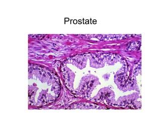 Male Reproductive system histology | PPT