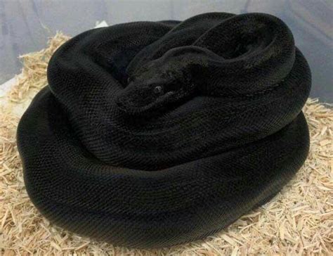 A rare black boa constrictor. | Pet snake, Pretty snakes, Cute reptiles