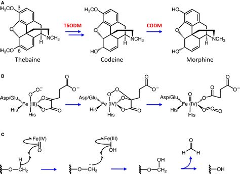 Frontiers | Biochemistry and Occurrence of O-Demethylation in Plant Metabolism | Physiology