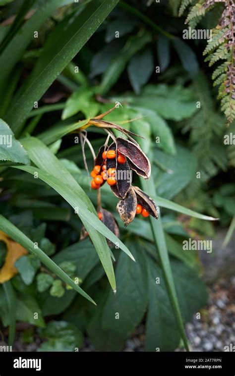 bright seeds of Iris foetidissima plant Stock Photo - Alamy