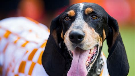 UT Vols: Smokey and other Tennessee mascots