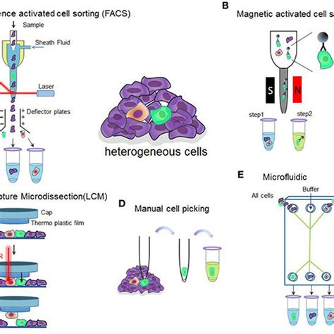 (PDF) Single Cell Isolation and Analysis