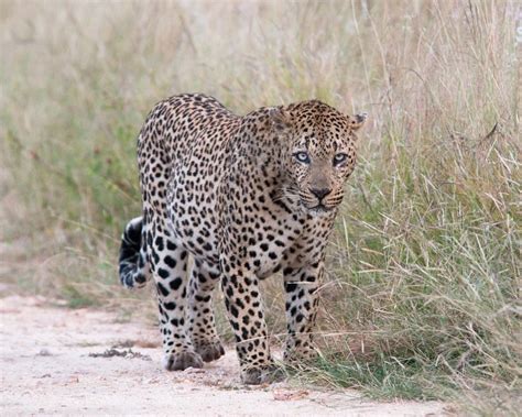 African Leopard - Facts, Diet, Habitat & Pictures on Animalia.bio