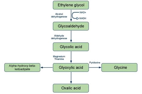 Ethylene glycol inebriation • LITFL • Clinical Case Tox Conundrum