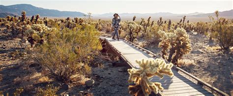 Cholla Cactus Garden (Joshua Tree National Park) — Flying Dawn Marie ...