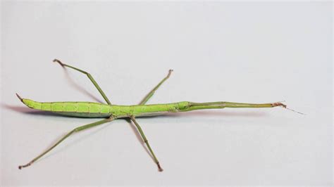 Studio shot of adult female of Paramenexenus laetus, a species of ...