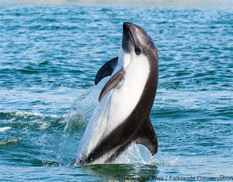 Dolphins - Falklands Conservation