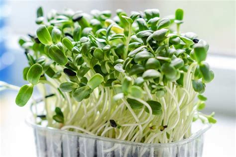 Alfalfa Sprouts Growing