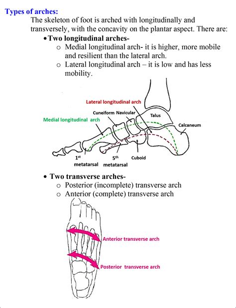 Arches of Foot - medial and lateral longitudinal and transverse arches