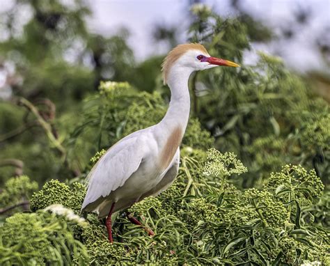 Cattle Egret in Breeding Plumage | Charles Patrick Ewing | Flickr