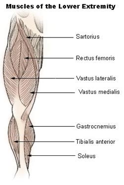 Lower Body Diagram - Muscles Of The Leg And Foot Classic Human Anatomy In Motion The Artist S ...