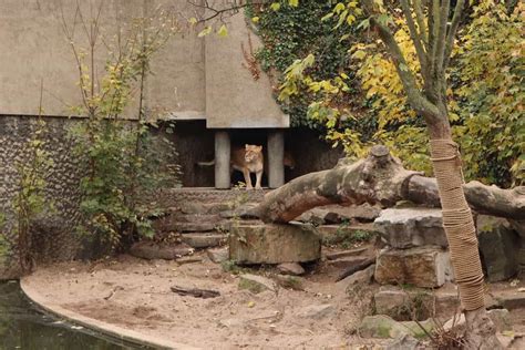 Amsterdam City Zoo Artis| What's up with Amsterdam