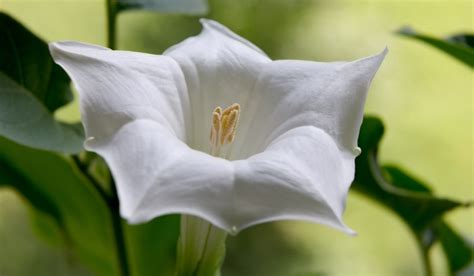 Datura Innoxia: Facts, Types, How to Grow & Take Care Tips