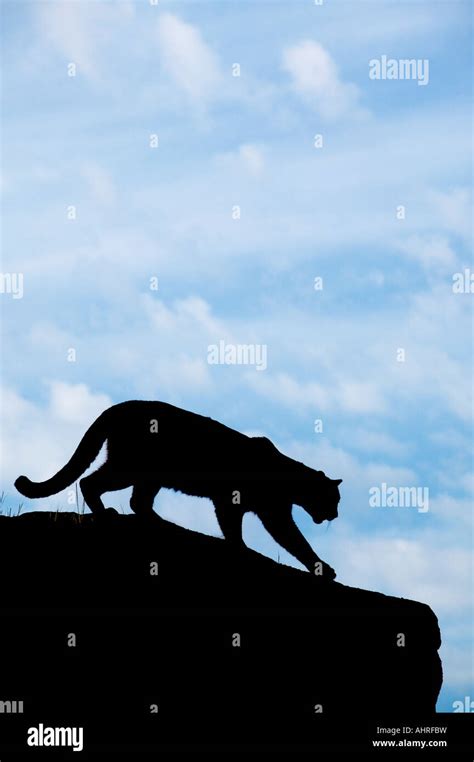 Mountain lion silhouette hi-res stock photography and images - Alamy