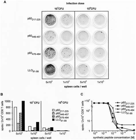 Applying the ELISPOT assay for measuring Ag presentation ex vivo. Mice... | Download Scientific ...