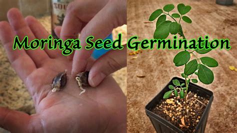 How to Germinate Moringa Seeds - 90% Success Rate - YouTube