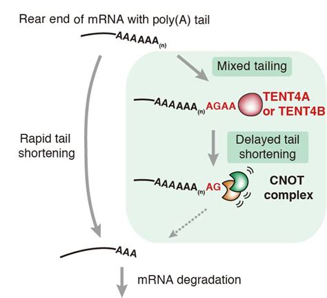 Fig 1 Mature Messenger RNA [IMAGE] | EurekAlert! Science News Releases