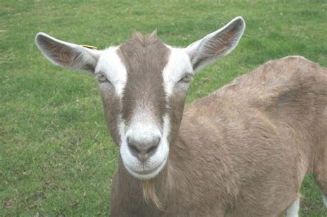 Toggenburg Goat | Toggenburg goat, Farm yard, Goats