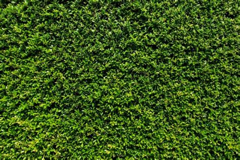 Grass Wall Backdrop green bush wall spring summer