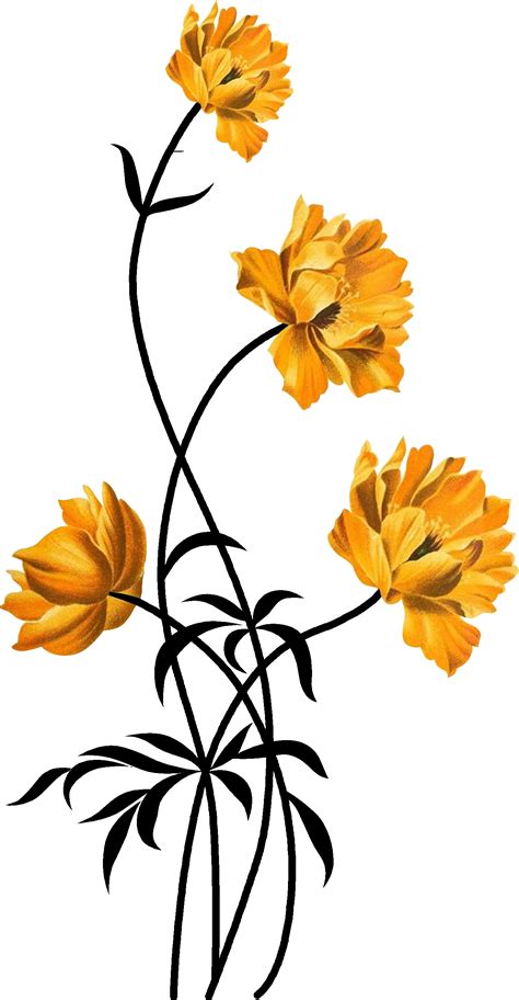 three yellow flowers on a white background with black lines in the bottom right hand corner