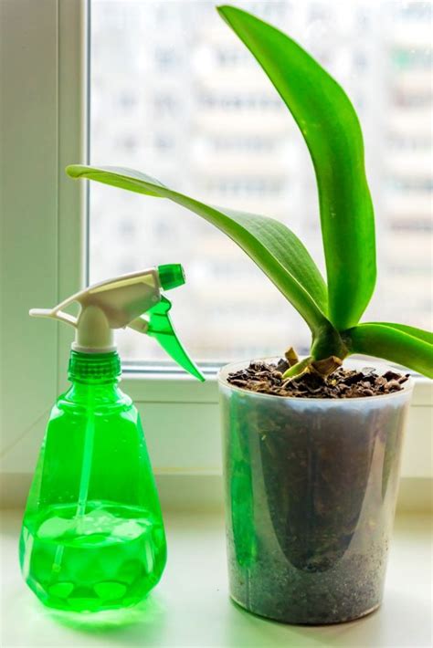 Hydrogen Peroxide For Plants Fungus Gnats - Plant Ideas