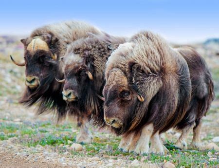 Why Aulavik National Park is off the charts muskox canada Mackenzie River, Hay River, Strange ...