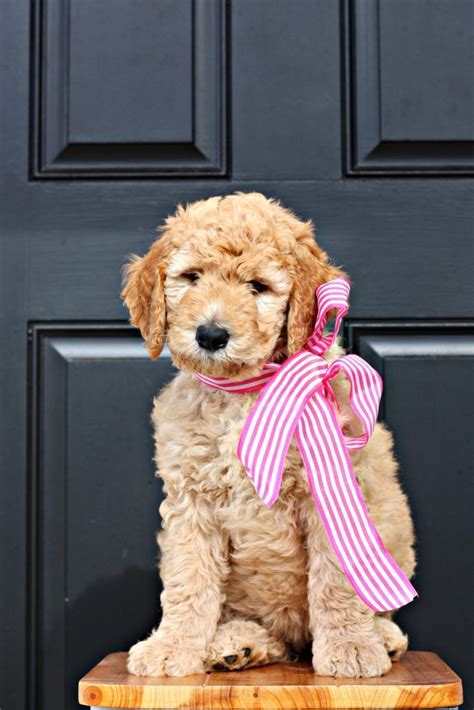 Goldendoodle Fb1 Cute Dogs And Puppies, I Love Dogs, Pet Dogs, Doggies, Goldendoodle Puppy ...