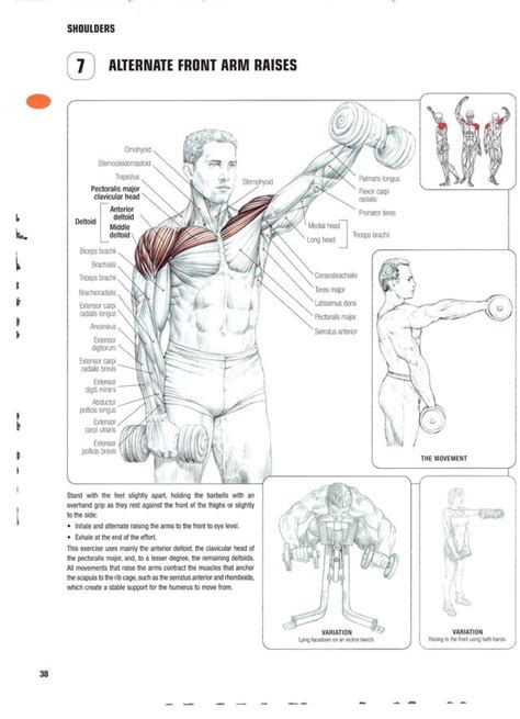 Strength Training Anatomy 2nd Edition