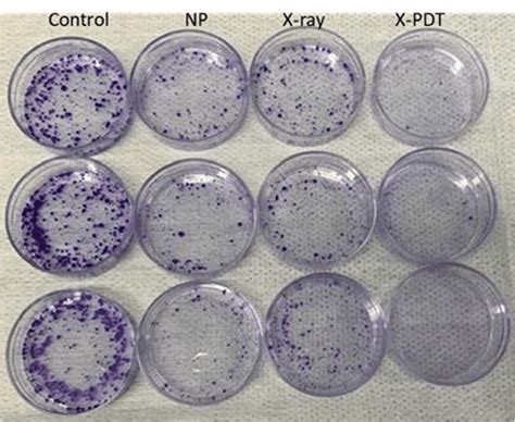 Figure A5. Clonogenic assay results for various treatment groups ...