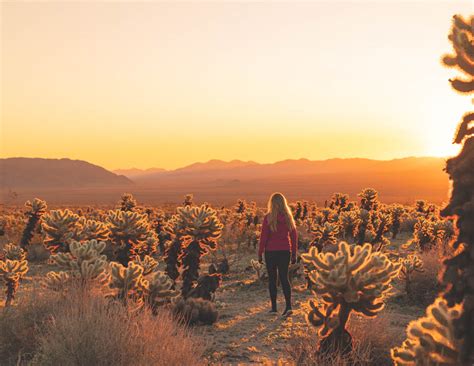 The best 6 Joshua Tree hikes for the most beautiful views in this national park — Walk My World