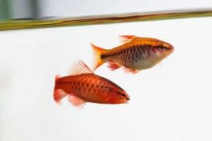 Cherry Barb Fish - The Care, Feeding and Breeding of Cherry Barbs ...