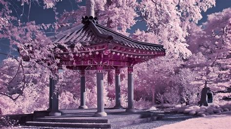 Cherry Blossom Chinese Garden (#441068) - HD Wallpaper & Backgrounds Download