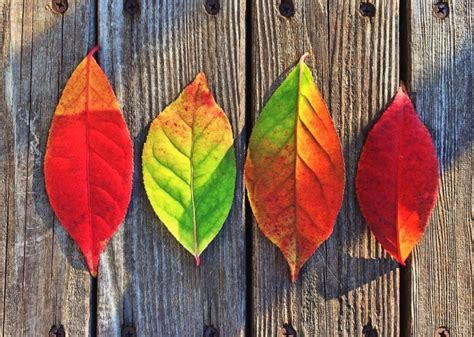 WHY DO LEAVES CHANGE COLOR? | Wiesner Bros. Nursery Inc.