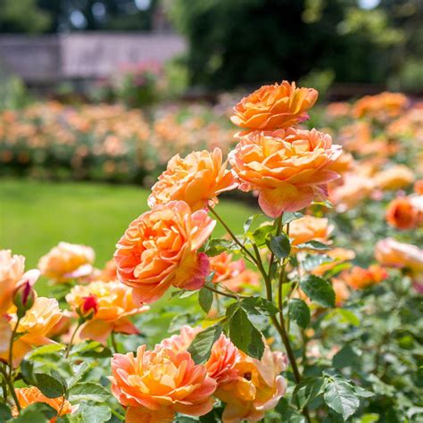 Lady of Shalott | English Shrub Rose | David Austin Roses