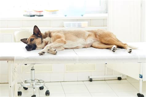 Dog Lethargic And Limping: Causes & Treatment