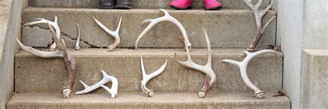 The Place to Go to Find Deer Antler Sheds | Hamilton Native Outpost