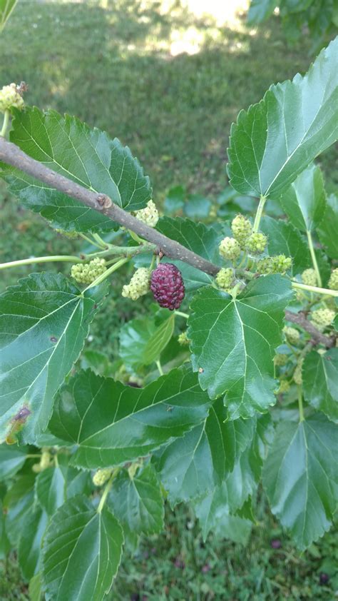 Can anyone identify this? I initially thought mulberry but the leaves are different than my ...