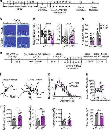 Rho-kinase inhibition acts as an antidepressant treatment and reverses ...