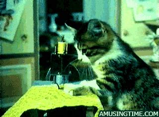 Cat Pushing GIF - Find & Share on GIPHY