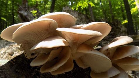 How Much Protein Do Mushrooms Have? [Top 9 Compared To Meat]