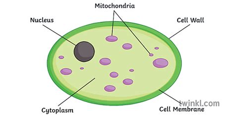 Yeast Cell Science Diagram Biology KS3 KS4 Illustration - Twinkl