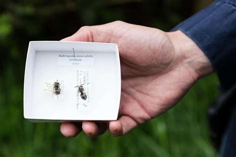 Return of long-lost bees creating a lot of Presidio buzz